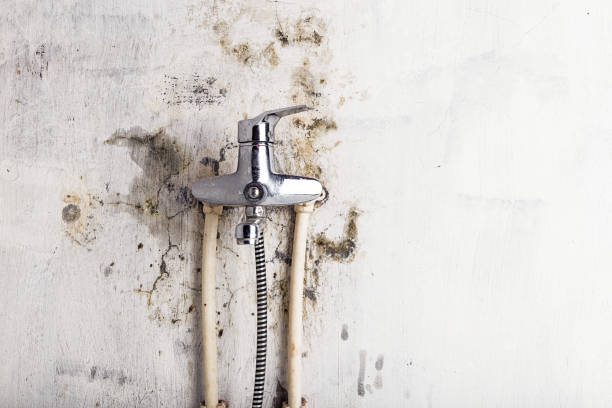 Best Fast Mold Removal  in Sand Point, AK