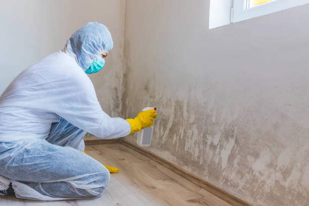 Best Mold Damage Repair  in Sand Point, AK