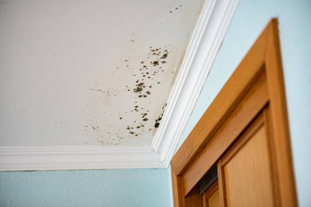 Best Water Damage Restoration  in Sand Point, AK