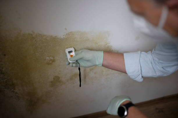 Sand Point, AK Mold Removal Company