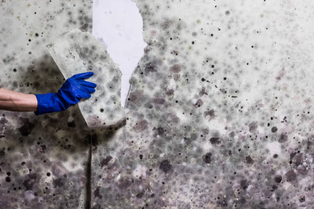 Best Certified Mold Removal  in Sand Point, AK